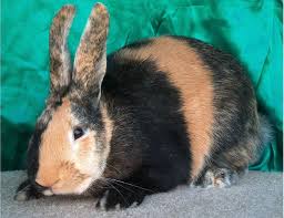 We did not find results for: Breed Harlequin The Calico Cat Of The Rabbit World Rabbit Breeds Harlequin Rabbit Cute Baby Bunnies