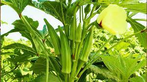 However, for a healthy harvest, you will require to water sufficiently. Growing Okra Plant Ultimate Garden Season Guide Garden Season
