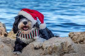 Where can i find free beach christmas photos? 347 Christmas Dog Beach Photos Free Royalty Free Stock Photos From Dreamstime