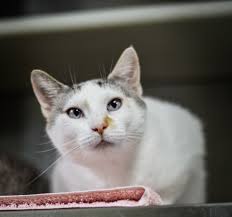 Choose your new cat wisely. Introducing A New Cat To Your Old Cat Oktibbeha County Humane Society