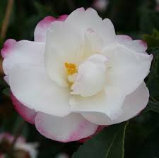 All At Wairere Nursery Camellia Flower Back Garden Design Flowers