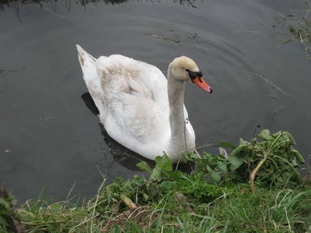 Distressed swan at Wilcrick, Monmouthshire. | Swan Rescue South Wales – NOW  CLOSED!