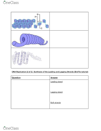 Bioflix Activity Dna Replication Dna Replication Diagram Bio 122 Lecture Notes Fall 2016 Lecture 16 Dna Replication Nitrogenous Base Thymine