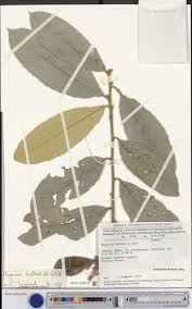 Image result for Hugonia platysepala