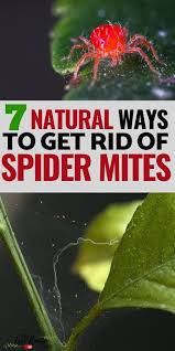 In particular, pay attention to possible infestations on miniature roses, fruit trees not necessarily! How To Get Rid Of Spider Mites On Your Plants Naturally Spider Mites Get Rid Of Spiders Get Rid Of Aphids