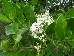 Image result for Psydrax