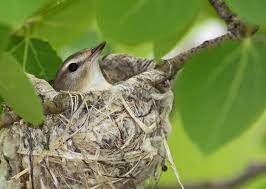 Check spelling or type a new query. Nestwatch Identifying Nests And Eggs Nestwatch