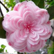 Bonsai Hot Sale 50 Pcs Bag Camellia Seeds Home Garden Flowers Seed Rainbow Color Bonsai Plants Rare Tree See Unusual Flowers Beautiful Flowers Amazing Flowers