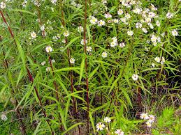 Image result for Rumex lanceolatus
