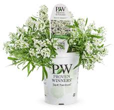 Image result for Allophylus whitei