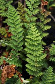 Image result for Mohria