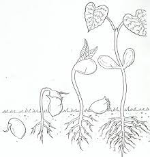 This coloring page displays the variety and beauty of america's most popular wildflowers. Life Cycle Coloring Page Of A Seed To Plant A Flower Life Cycle Life Cycles Plant Lessons