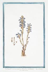 Image result for Orobanche minor