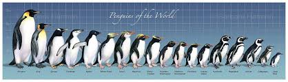 penguin size comparison penguins types of penguins animals