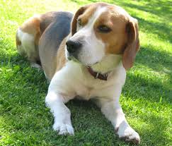 Image result for bígl