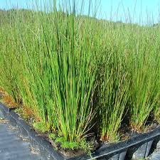 Image result for Juncus kraussii