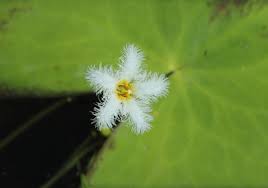 Image result for Menyanthaceae