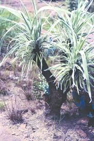 Image result for Sporobolus stapfianus