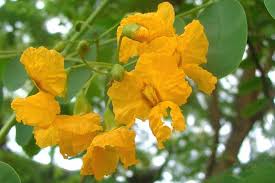 Image result for Tipuana