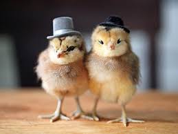 Image result for cute baby animals