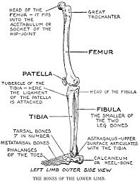 Pngtree offers bone diagram png and vector images, as well as transparant background bone diagram clipart images and psd files. Diagram Dog Leg Bones Diagram Full Version Hd Quality Bones Diagram Printerdiagram Virtual Edge It