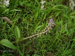 Image result for Ledebouria revoluta