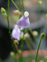 Image result for Utricularia arenaria