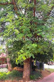 Image result for Tinnea galpinii