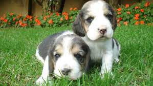 Maybe you would like to learn more about one of these? Owning Two Puppies From The Same Litter Unleashed Unlimited