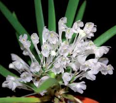 Image result for Podangis dactyloceras