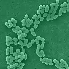 Image result for Group D Streptococcus