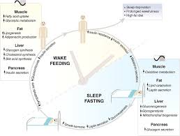 Check spelling or type a new query. Diet Si Pemalas Turun 6kg Seminggu Intermitten Fasting Rutin Diet Sesuai Untuk Orang Yang Susah Kawal Makan Siakap Keli News