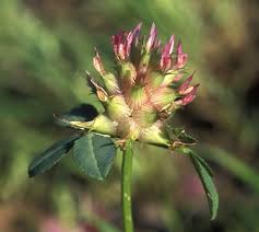 Image result for Trifolium spumosum