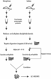 Figure 18 3 From Quantitative Neuroproteomics Of The Synapse