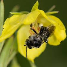 Image result for Hermbstaedtia