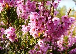 Вереск обыкновенный (calluna vulgaris l.). Veresk V Landshaftnom Dizajne Opisanie Uhod Foto