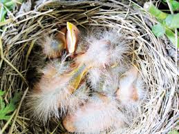 The parents are probably nearby. Baby Birds What To Do If You Find One Harriscenter Sentinelsource Com