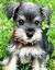 Teacup Schnauzer Puppies