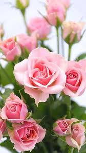 خلفيات ورود جميلة جدا 2019 اجمل صور ورد في العالم 2020 فوتوجرافر Beautiful Rose Flowers Beautiful Flowers Wallpapers Beautiful Pink Roses