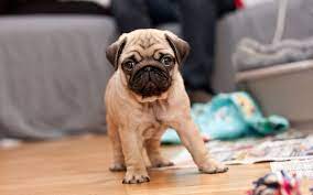 Dog pug puppies wallpaper resolution: Pug Puppy Hd Wallpaper Hd Wallpapers Pug Puppies Baby Pugs Cute Pugs