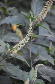 Image result for Phytolacca dodecandra