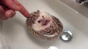 Funny baby faces funny babies cute babies hedgehog bath cute hedgehog baby animals funny animals cute animals wild animals. Who Knew That Hedgehogs Float How Cute Is That Hedgehogs In Bathtub Cute Animals Baby Hedgehog Hedgehog Pet