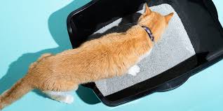 The litter box is huge on the inside so there's more than enough. The Best Cat Litter For 2021 Reviews By Wirecutter