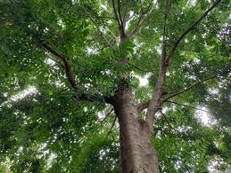 Image result for Putranjivaceae