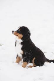 Maybe you would like to learn more about one of these? Bernese Mountain Dog Puppy Sitting In Snow Lifestyle Dog Photography C Colorado Dog Portraits Bernese Mountain Dog Puppy Dog Photography Dogs In Snow