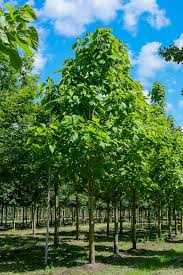 Image result for Catalpa