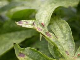 diseases of phlox flower à®•à¯à®•à®¾à®© à®ªà®Ÿ à®®à¯à®Ÿà®¿à®µà¯