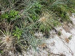 Image result for Eccoptocarpha obconiciventris