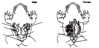 Urogenital System Of The Frog Diagram Quizlet