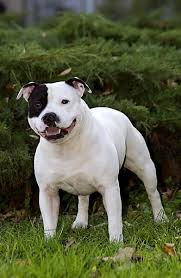 American Staffordshire Bull Terrier Black And White White English Staffordshire Bull Terrier Staffy Dog Staffy Bull Terrier